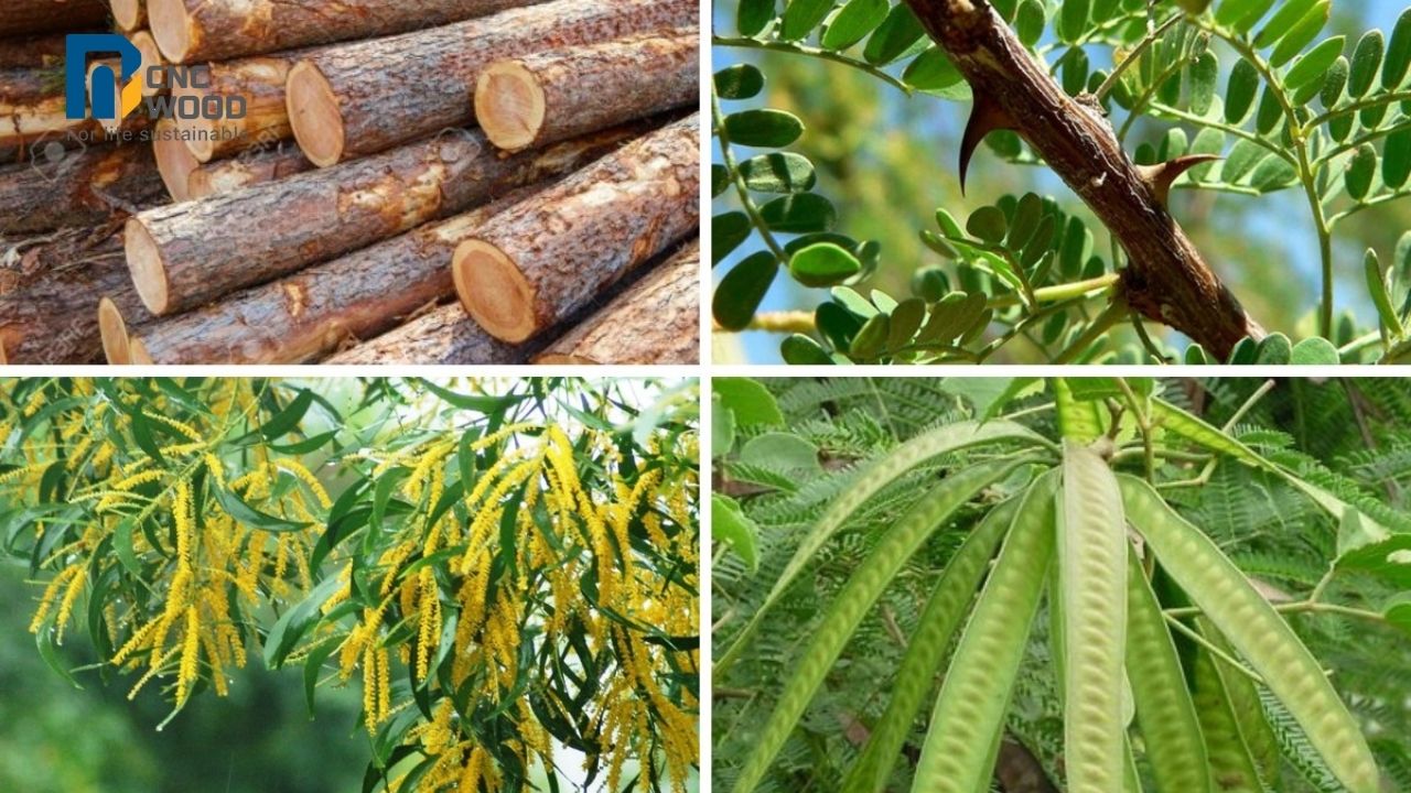 Gỗ keo được lấy từ cây keo, một loại cây được trồng rất nhiều tại Việt Nam